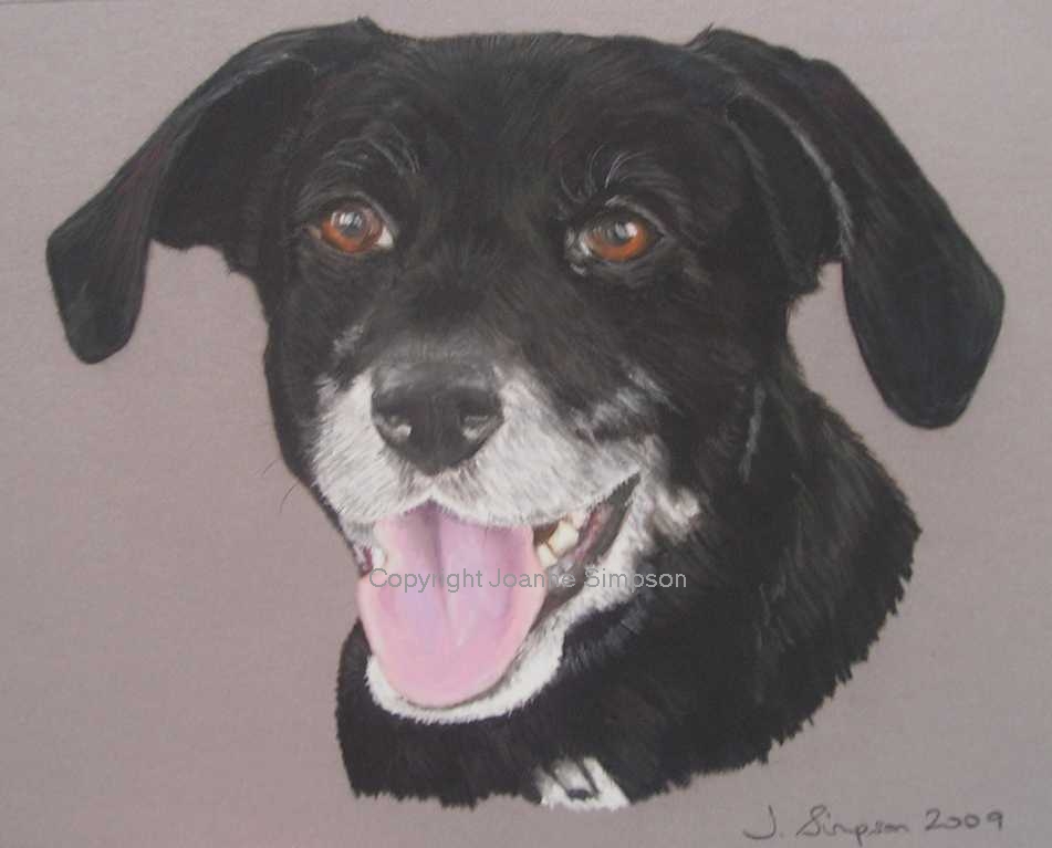 Labrador cross pet portrait by Joanne Simpson